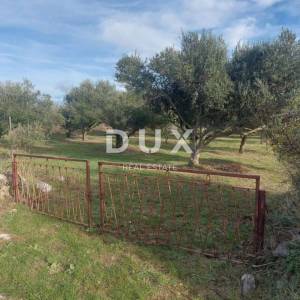 ZADAR, PRIVLAKA - Maslinik s 48 maslina 370 metara od mora!