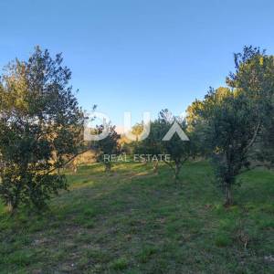 ZADAR, VRSI - Građevinski teren s maslinama 800 metara od plaže!