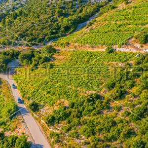 Zemljište, 12.257 m2, Dingač, Pelješac, 40 EUR/m2