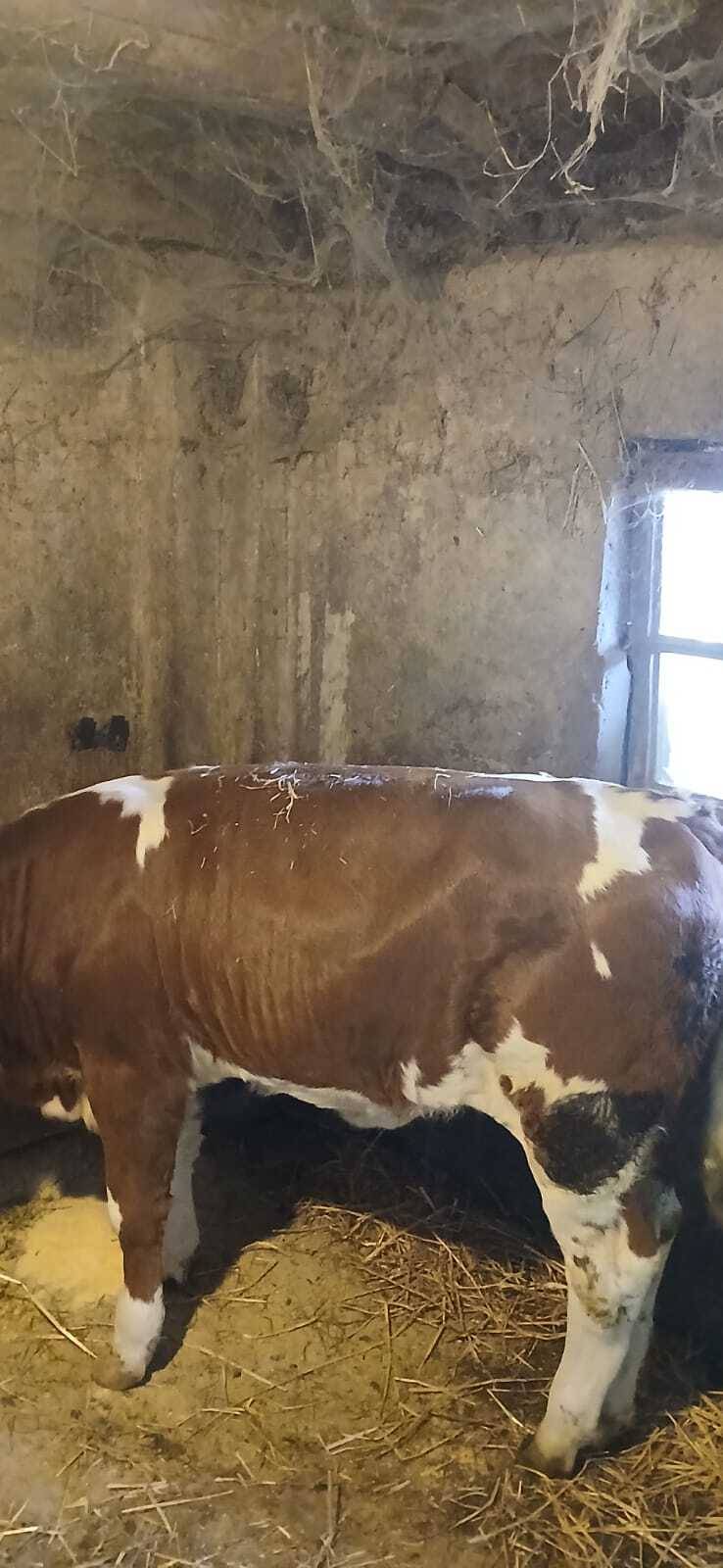Ženska simentalska telad - 3 komada