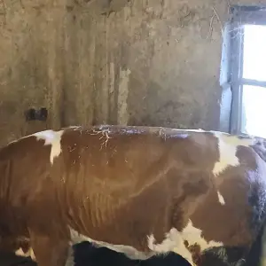 Ženska simentalska telad - 3 komada