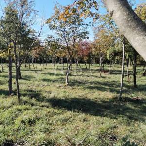 Barban, okolica, građevinsko zemljište 