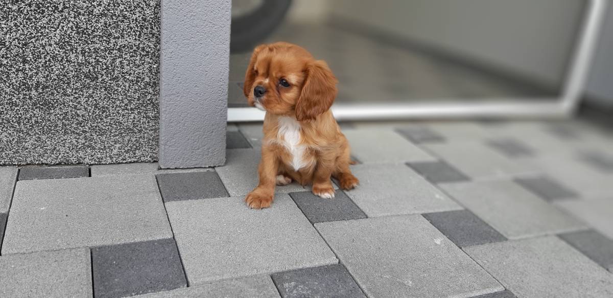Cavalier King Charles Spaniel-čistokrvni štenci