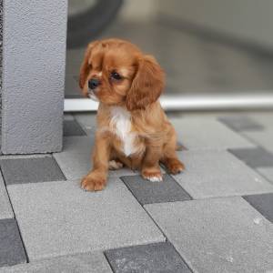 Cavalier King Charles Spaniel-čistokrvni štenci