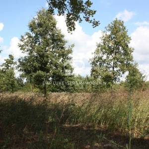 Građevinsko zemljište Barban 1300m2