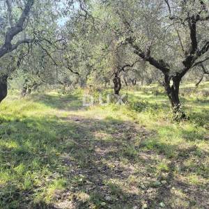 ISTRA, PULA Građevinsko zemljište + maslinik 5800 m2