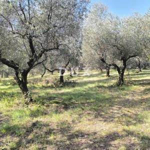 ISTRA, PULA Građevinsko zemljište + maslinik 5800 m2