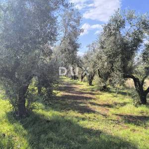 ISTRA, PULA Građevinsko zemljište + maslinik 5800 m2