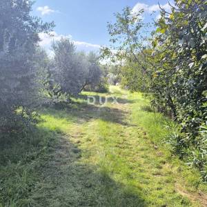 ISTRA, PULA Građevinsko zemljište + maslinik 5800 m2