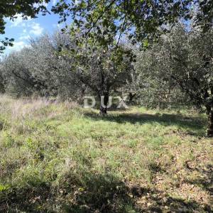 ISTRA, PULA Građevinsko zemljište + maslinik 5800 m2