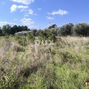 ISTRA, PULA Građevinsko zemljište + maslinik 5800 m2