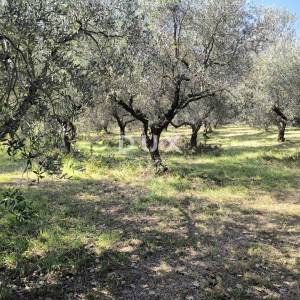ISTRA, PULA Građevinsko zemljište + maslinik 5800 m2