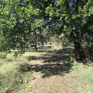 ISTRA, PULA Građevinsko zemljište + maslinik 5800 m2