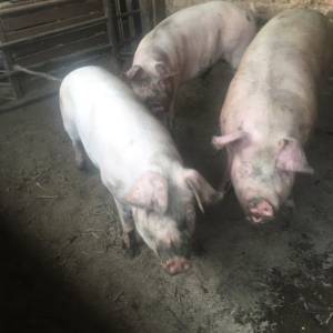 Krmača i bravci za prodaju