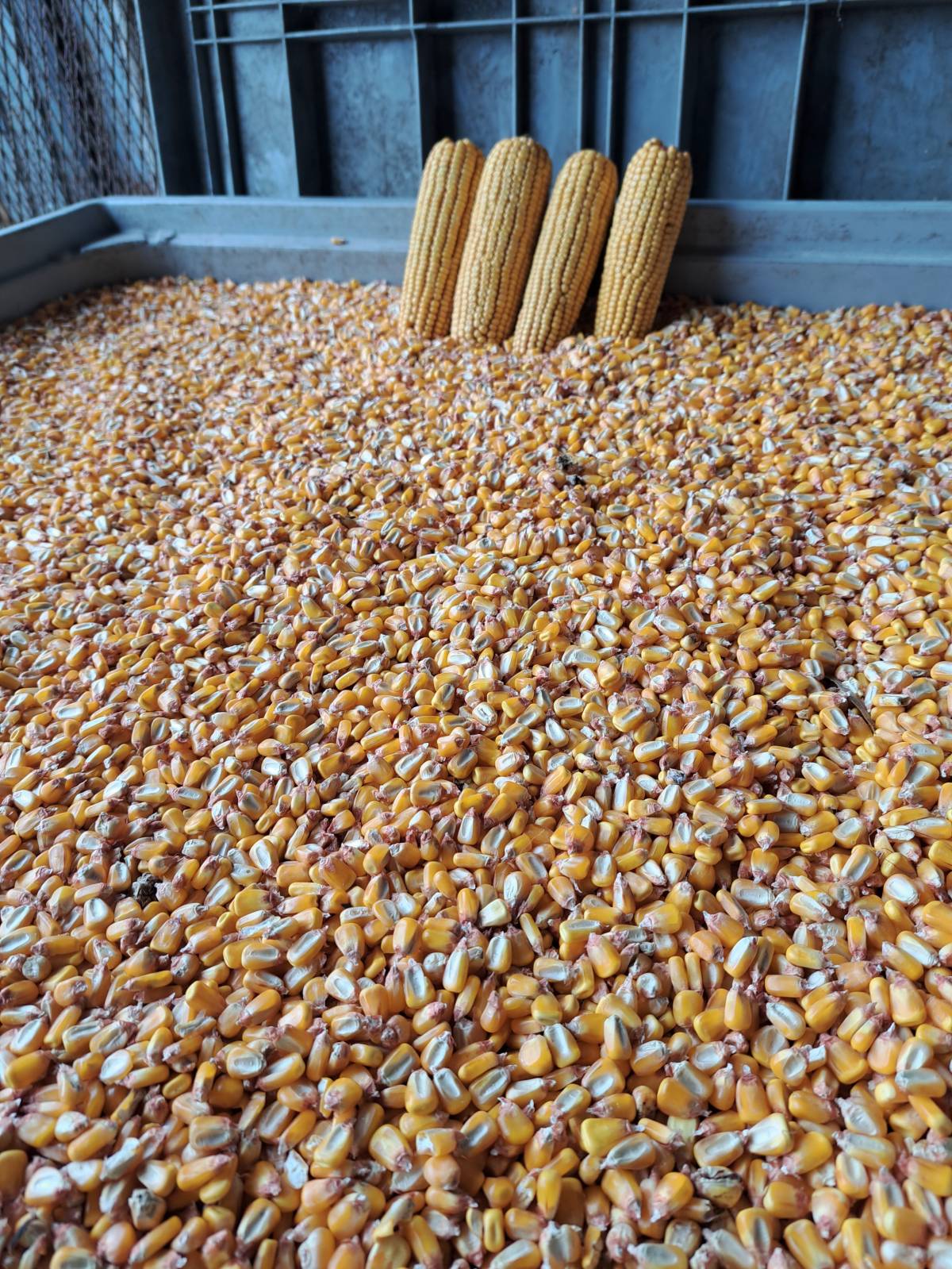 Kukuruz u zrnu-nije iz silosa -Ječam- Pšenica