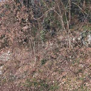 Labin, okolica, građevinsko zemljište na traženoj lokaciji