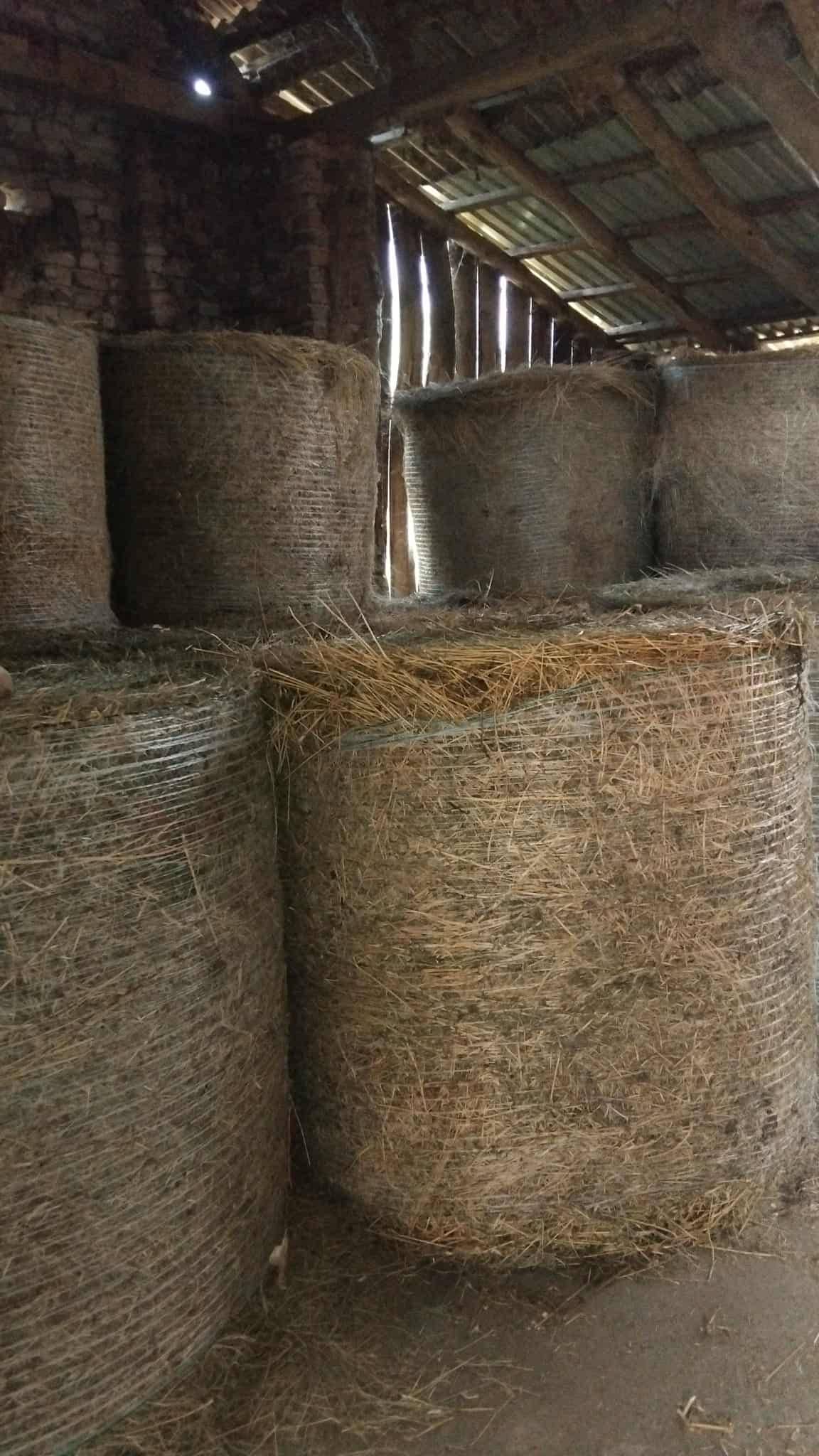 Lucerna i sjeno u rolo balama
