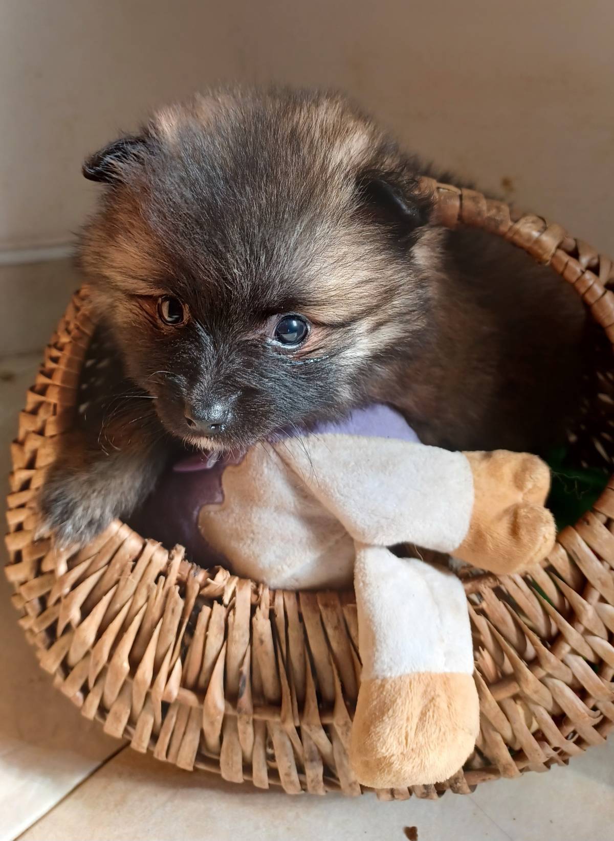 Mali Njemački špic čupavi štenci