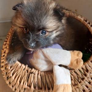 Mali Njemački špic čupavi štenci