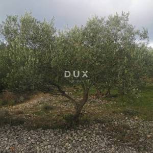 OTOK KRK, GRAD KRK - Maslinik