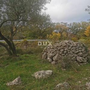 OTOK KRK, GRAD KRK - Maslinik