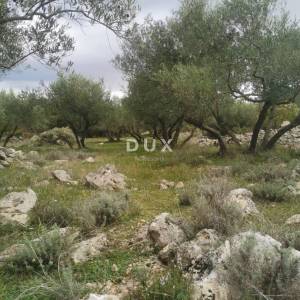 OTOK KRK, GRAD KRK - Maslinik