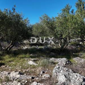 OTOK KRK - Stari maslinik sa 70 maslina i pogledom na more 20€/m2