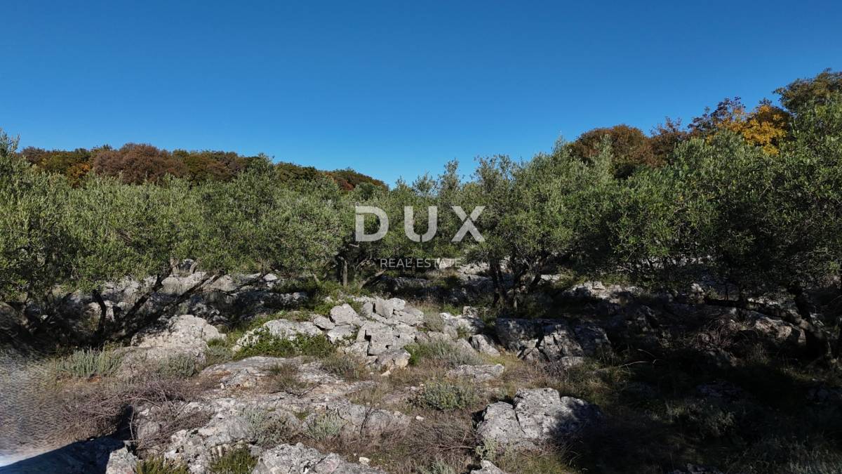 OTOK KRK - Stari maslinik sa 70 maslina i pogledom na more 20€/m2