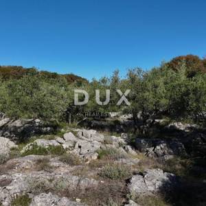 OTOK KRK - Stari maslinik sa 70 maslina i pogledom na more 20€/m2