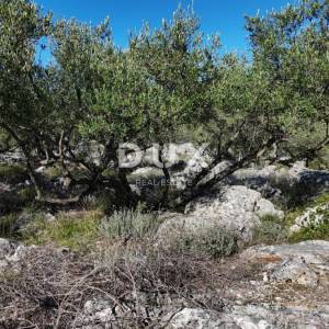 OTOK KRK - Stari maslinik sa 70 maslina i pogledom na more 20€/m2