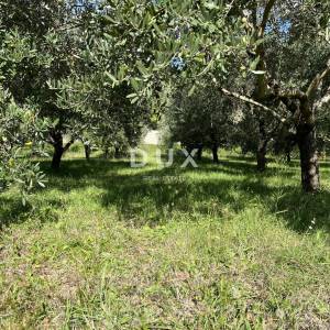 OTOK RAB, KAMPOR – građevinsko zemljište 500 m od mora