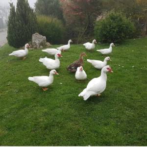 Patke Japanke