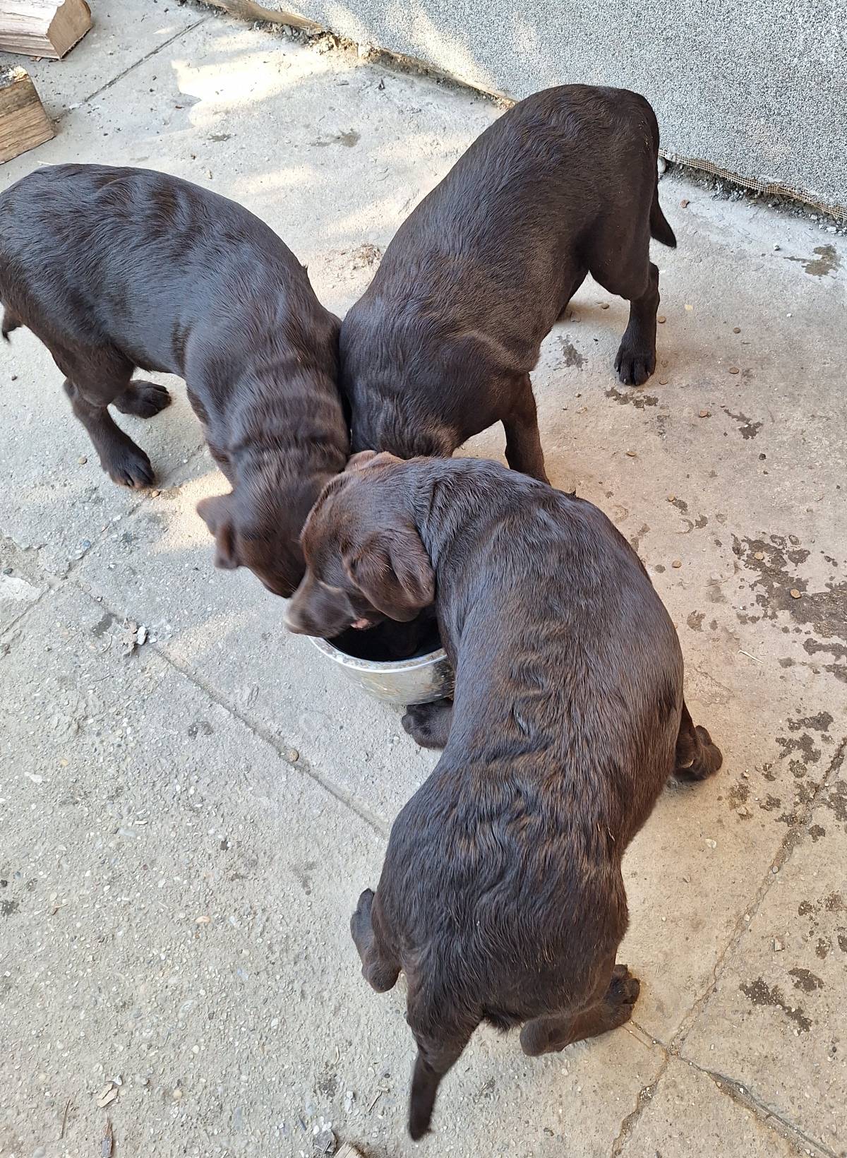 Prodajem čokoladne štence Labrador retrivera