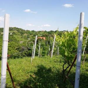 Samobor/Kladje Vinograd i voćnjak ukupne površine 1252 m2 !!!