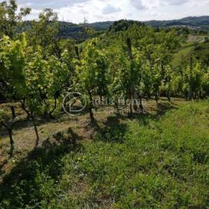 Samobor/Kladje Vinograd i voćnjak ukupne površine 1252 m2 !!!