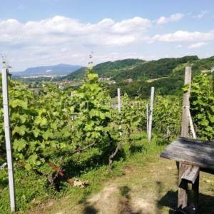 Samobor/Kladje Vinograd i voćnjak ukupne površine 1252 m2 !!!