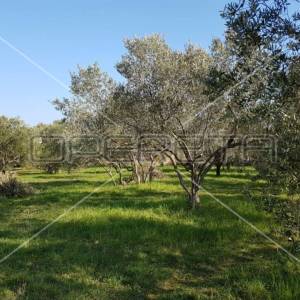 Sukošan, Sukošan, 961,00 m2, 307.000,00 EUR