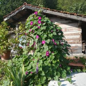 Sveta Nedelja zemljište od 1481m2 sa vikend kućicom/POVOLJNO!!!!