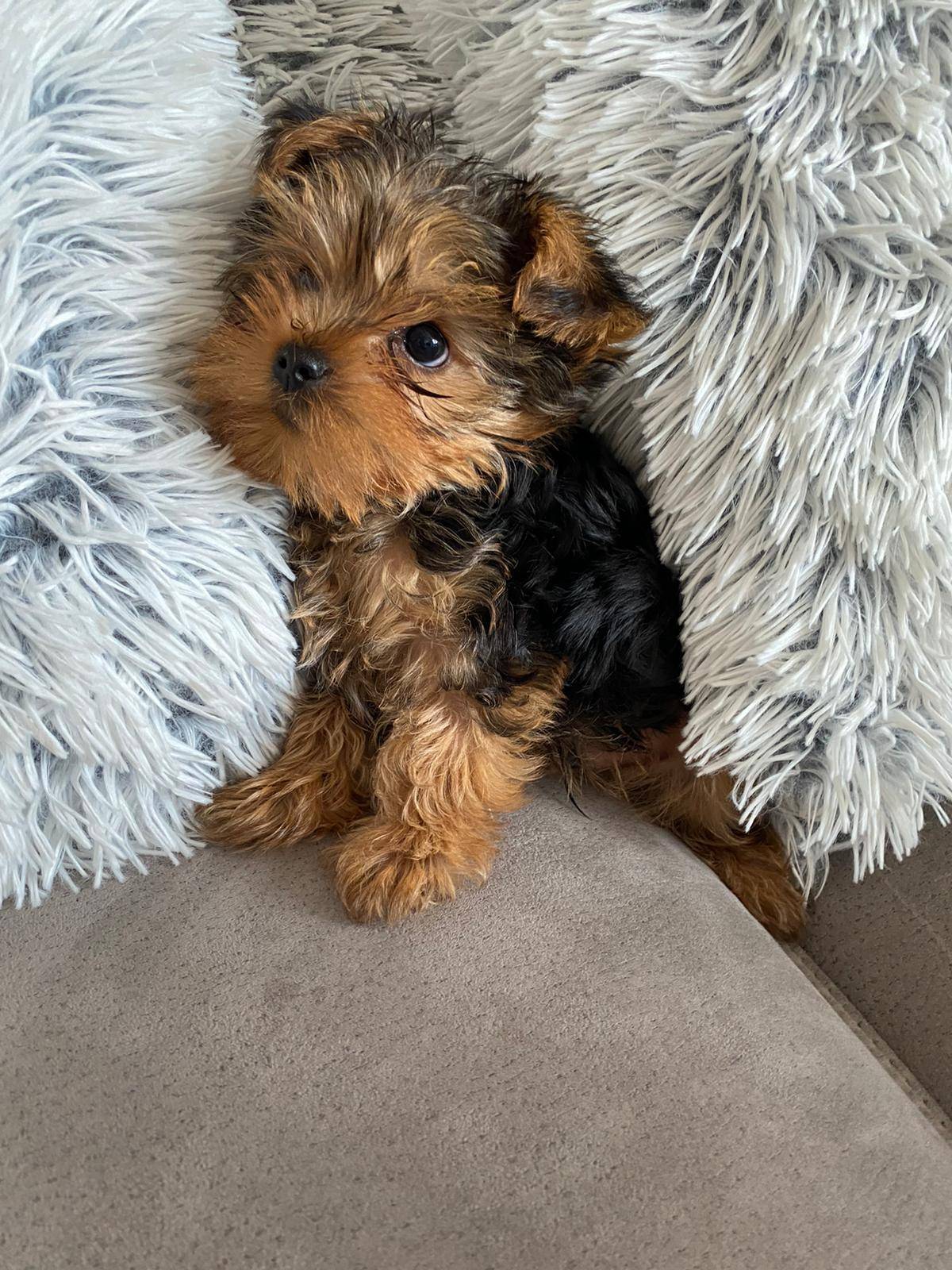Yorkshire terrier, Jorkširski terijer, Jorki, Yorki- mini štenci