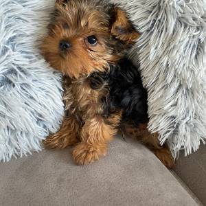 Yorkshire terrier, Jorkširski terijer, Jorki, Yorki- mini štenci