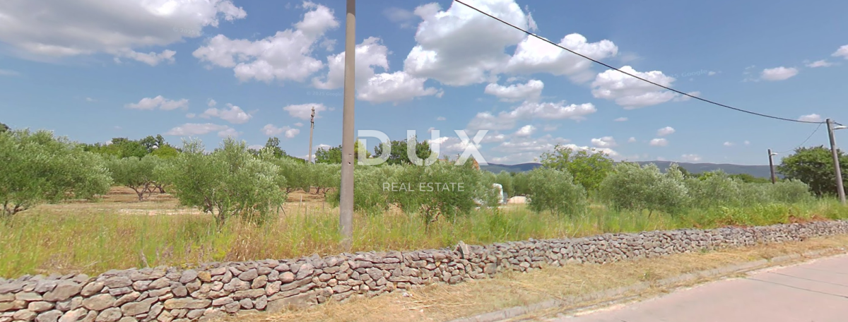 ZADAR, PRIDRAGA - PRILIKA! Maslinik na građevinskom terenu
