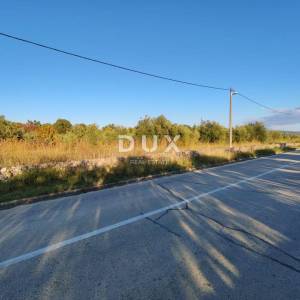 ZADAR, PRIDRAGA - PRILIKA! Maslinik na građevinskom terenu