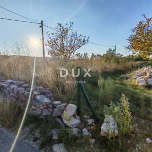 ZADAR, PRIDRAGA - PRILIKA! Maslinik na građevinskom terenu