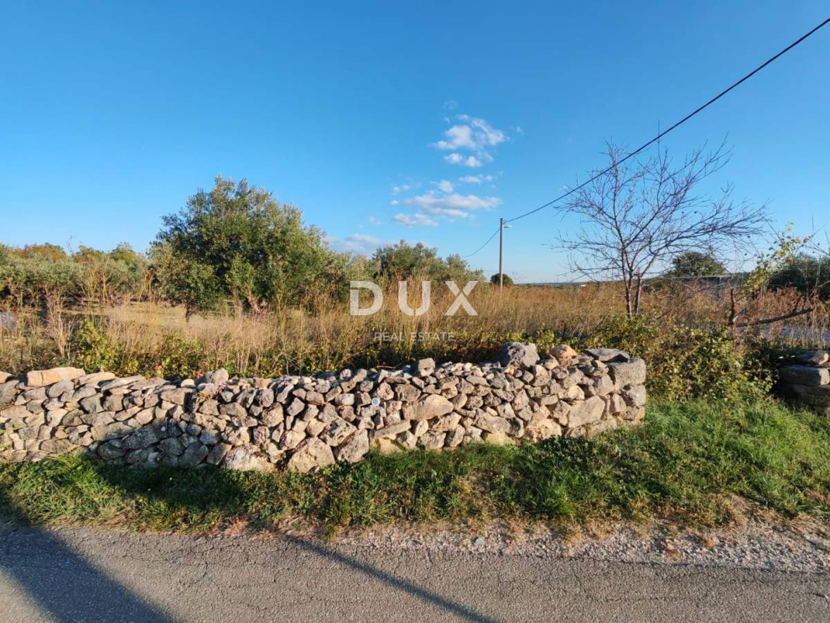 ZADAR, PRIDRAGA - PRILIKA! Maslinik na građevinskom terenu