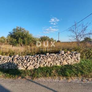 ZADAR, PRIDRAGA - PRILIKA! Maslinik na građevinskom terenu