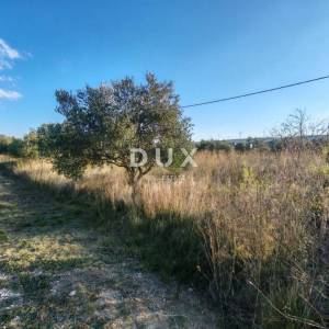 ZADAR, PRIDRAGA - PRILIKA! Maslinik na građevinskom terenu