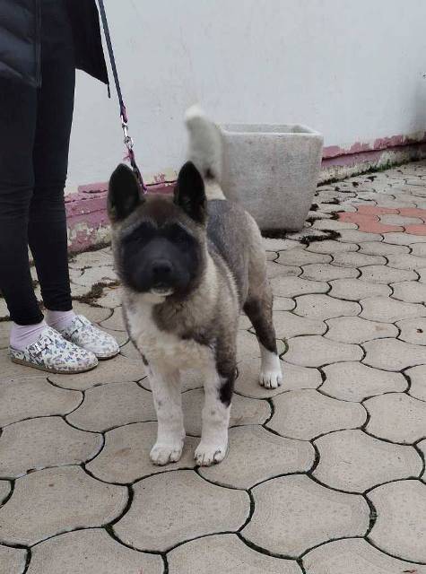 Američka Akita žensko štene