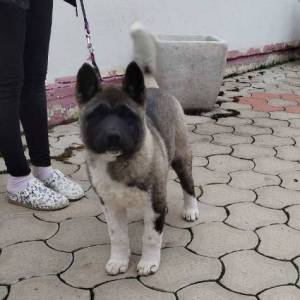 Američka Akita žensko štene