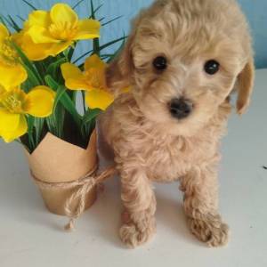 Aprikot Toy pudle štenci