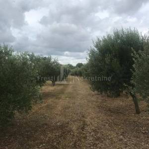 BENKOVAC-LEPURI-ATRAKTIVAN  MASLINIK SA 500 MASLINA NA 27292m2